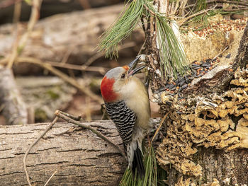 Close-up of bird perching on tree trunk