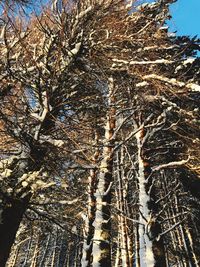 Low angle view of trees against sky