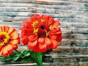 Close-up of orange flowering plant