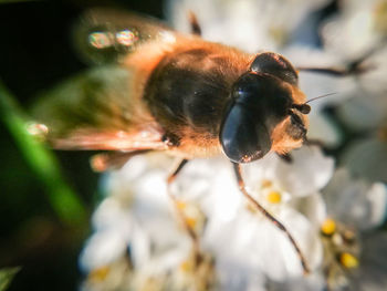 Close-up of bee pollinating flower