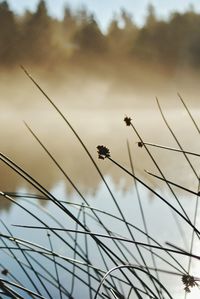 Low angle view of stalks against the sky