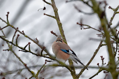 Low angle view of bird perching on branch