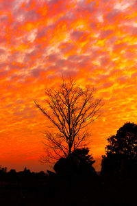 Silhouette bare tree against orange sky