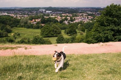 Dog in a field