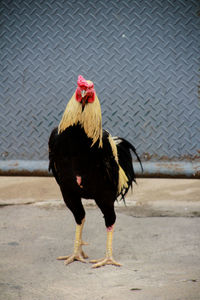 View of a bird