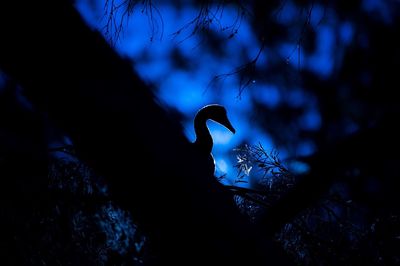 Silhouette bird swimming in water at night