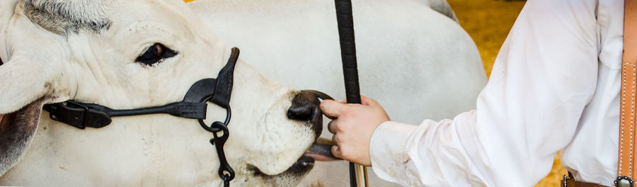 Close-up of bull next to person