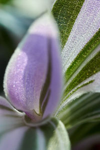 Close-up of purple flowering plant