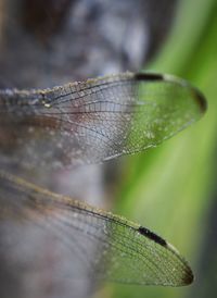 Close-up of insect