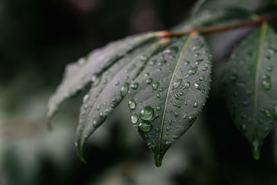 Close up of water drops on leaves after a summer rain.
