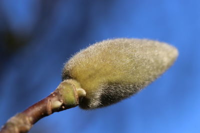 Close-up of blue flower on twig