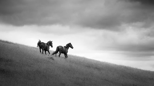 Horses on a field