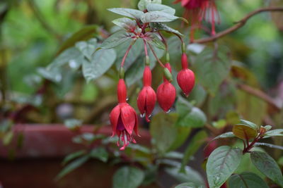 Close-up of red berries on plant
