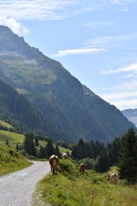 View of a horse on landscape