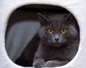 Close-up portrait of black cat