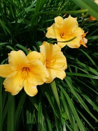 Close-up of yellow flowering plant on field