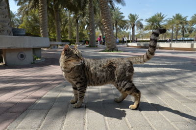 Cat walking on sidewalk