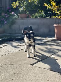 Dog in the sun