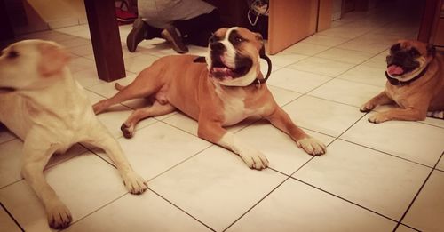 High angle view of dog lying on tiled floor