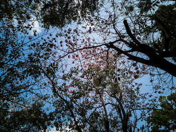 Low angle view of cherry blossoms in forest