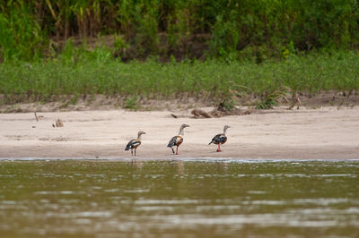 Birds on a lake
