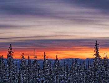 Scenic view of tree during winter against sky at sunset