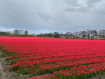Red flowering plants on field against sky