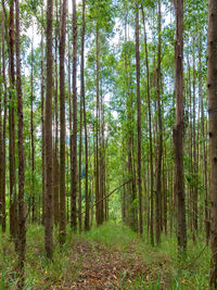 Scenic view of trees in forest