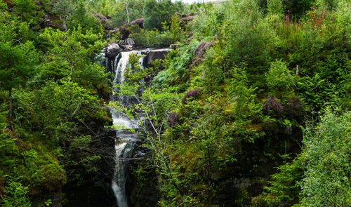 Scenic view of waterfall in forest