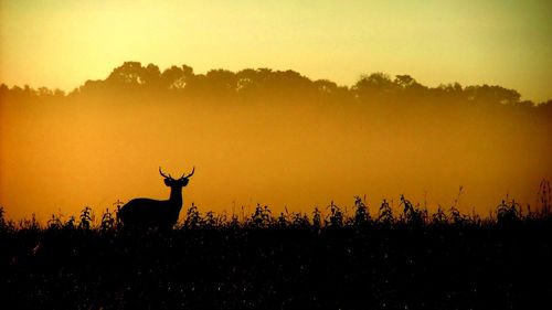 Silhouette deer on field against sky during sunset