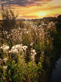 High angle view of plants and river against sky during sunset