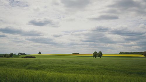 Scenic view of agricultural field against sky