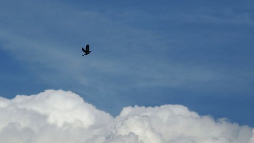 Low angle view of bird flying in sky