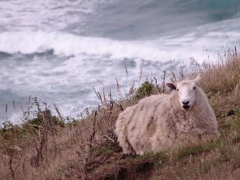 Sheep on field against sky