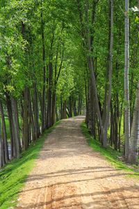 Footpath amidst trees in forest