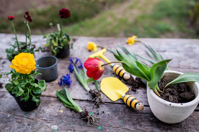 Close-up of potted plant