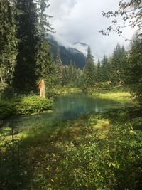 Scenic view of lake by trees in forest against sky