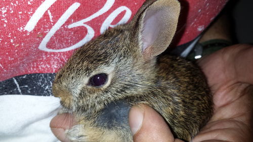 Close-up of hand holding rabbit