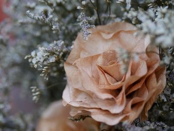 Close-up of wilted rose