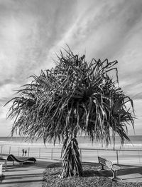 Palm trees on beach against sky