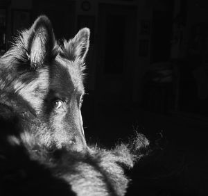 Close-up of dog looking away at home