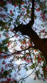 Low angle view of hand on tree against sky