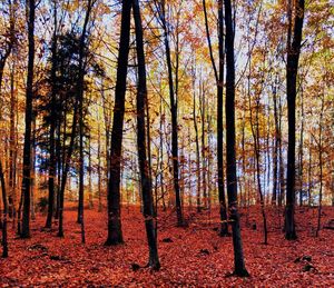 Trees in forest during autumn