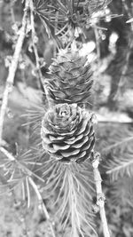 Close-up of flower growing on tree