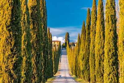 View of road through trees against clear sky