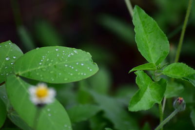 Close-up of raindrops on leaves