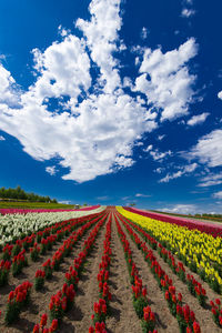 Colorful flowers blooming on field against sky