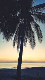 Silhouette palm tree by sea against sky during sunset