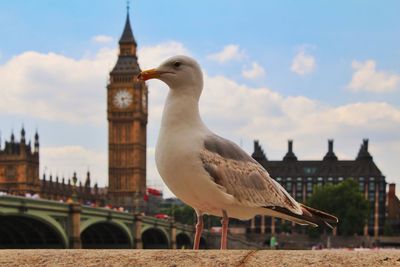 Close-up of seagull perching on city against sky