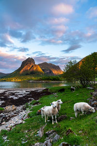 View of sheep on grassy field against sky